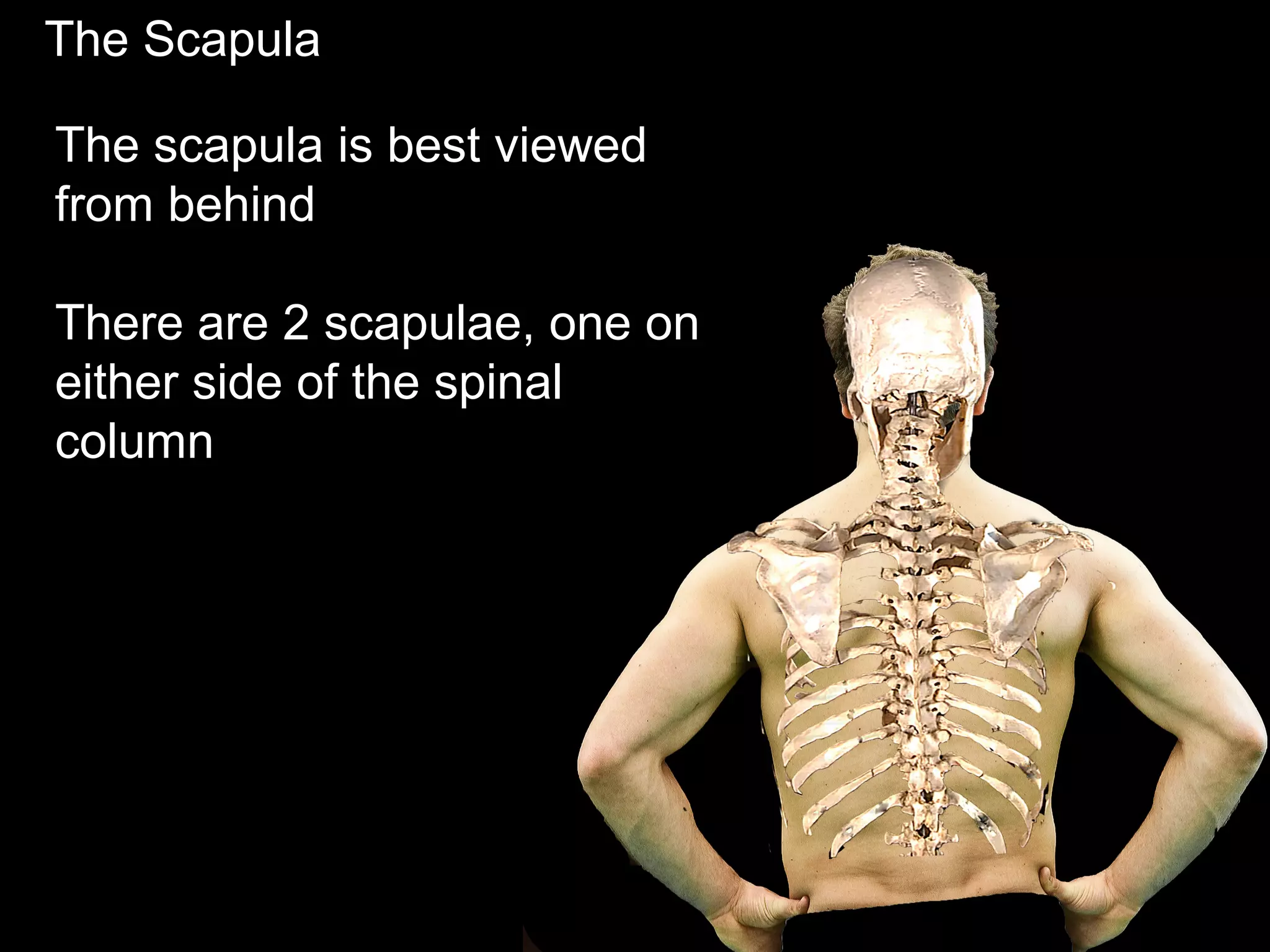 The Scapula
The scapula is best viewed
from behind
There are 2 scapulae, one on
either side of the spinal
column
 