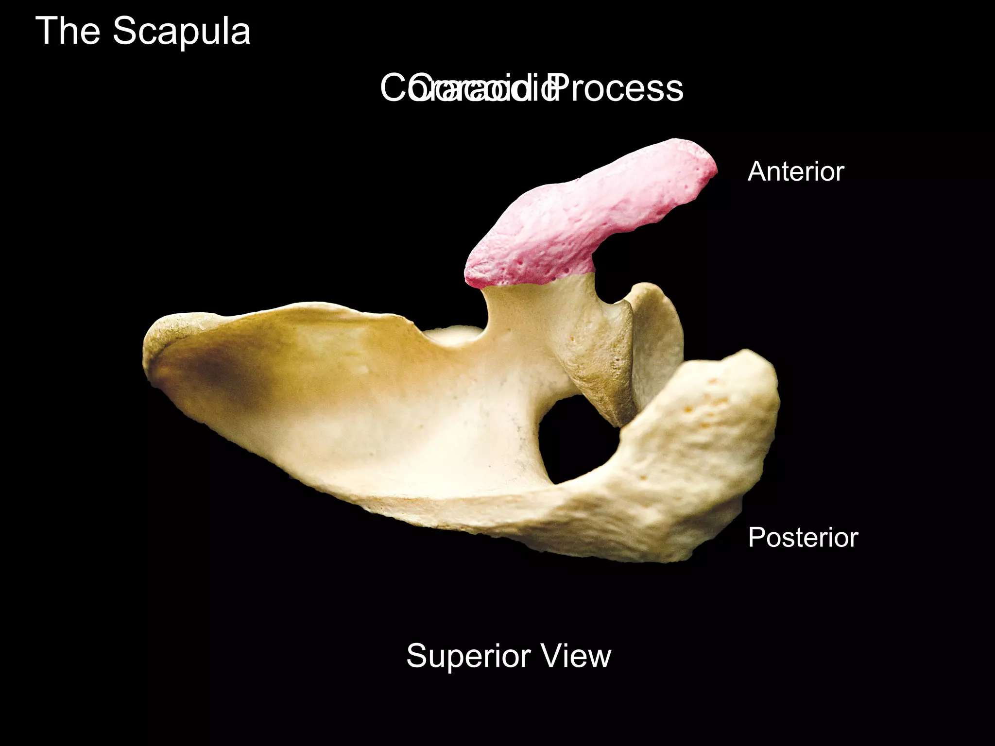 The Scapula
Anterior
Posterior
Superior View
CoracoidCoracoid Process
 