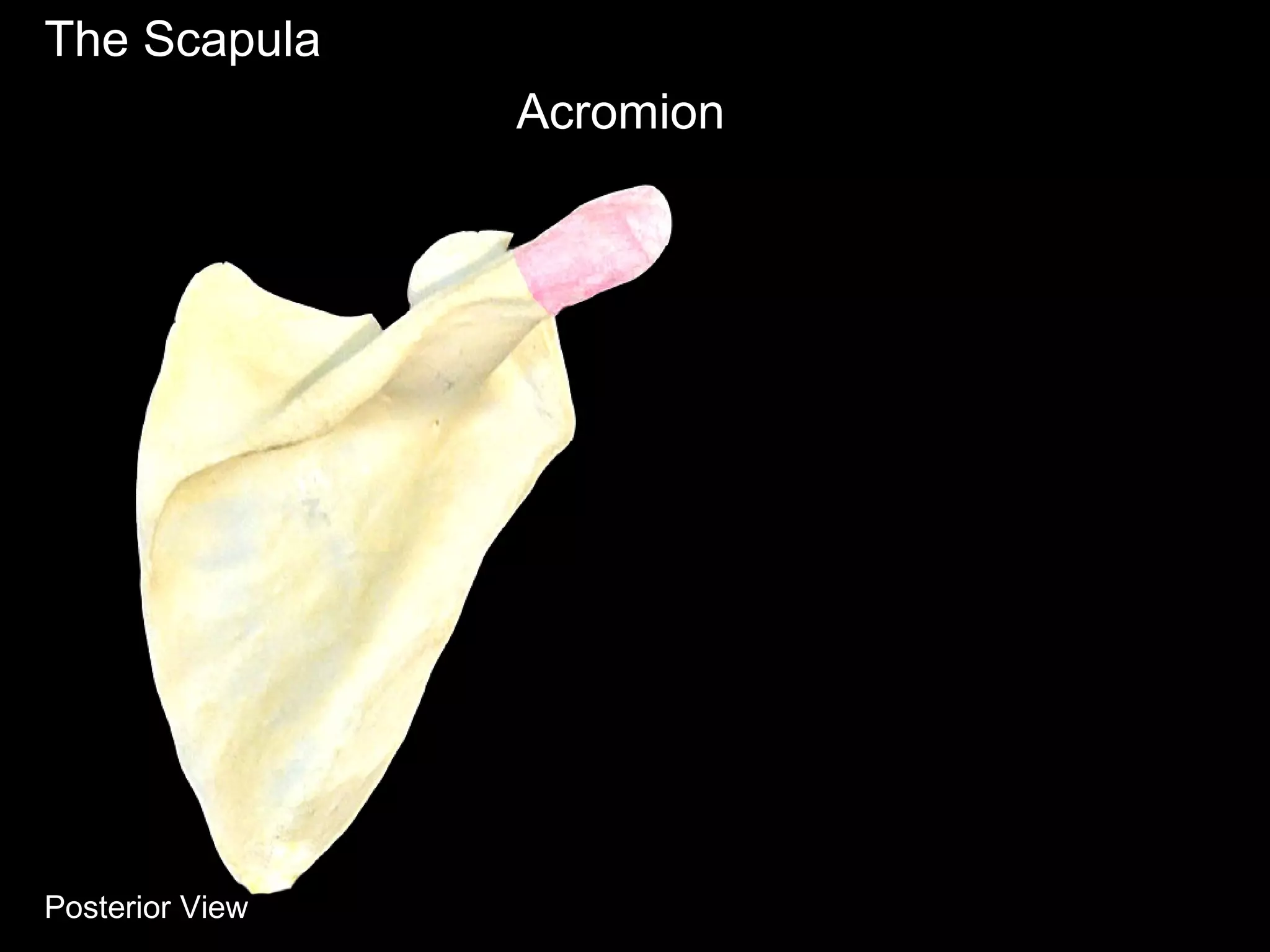 The Scapula
Acromion
Posterior View
 