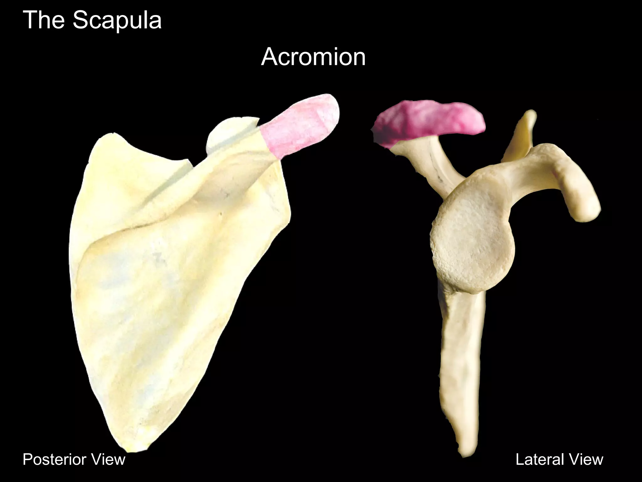 The Scapula
Acromion
Posterior View Lateral View
 