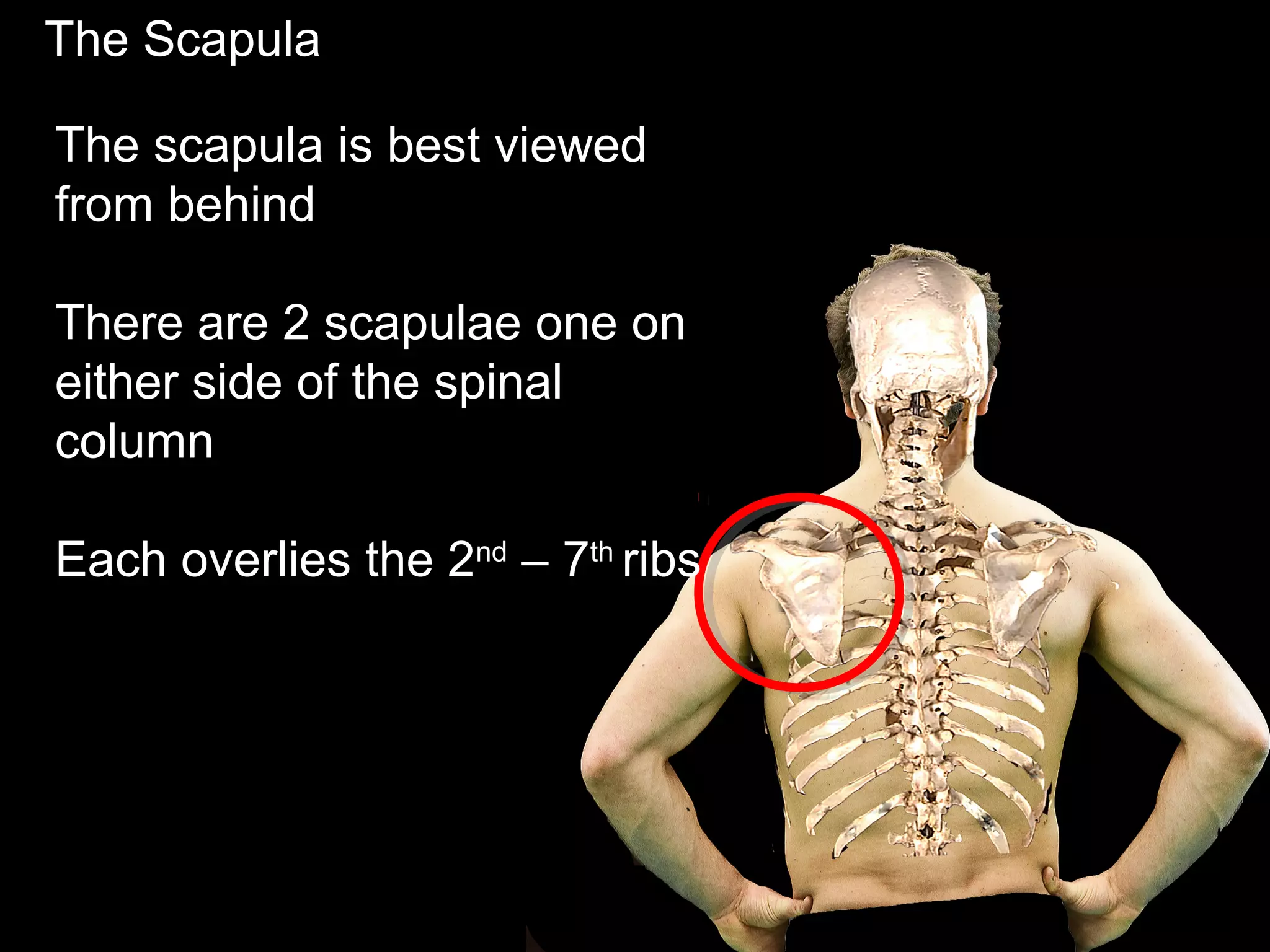 The Scapula
The scapula is best viewed
from behind
There are 2 scapulae one on
either side of the spinal
column
Each overlies the 2nd
– 7th
ribs
 