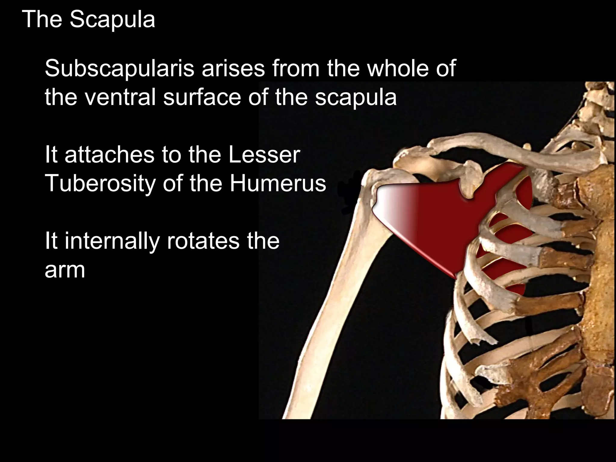 The Scapula
Subscapularis arises from the whole of
the ventral surface of the scapula
It attaches to the Lesser
Tuberosity of the Humerus
It internally rotates the
arm
 