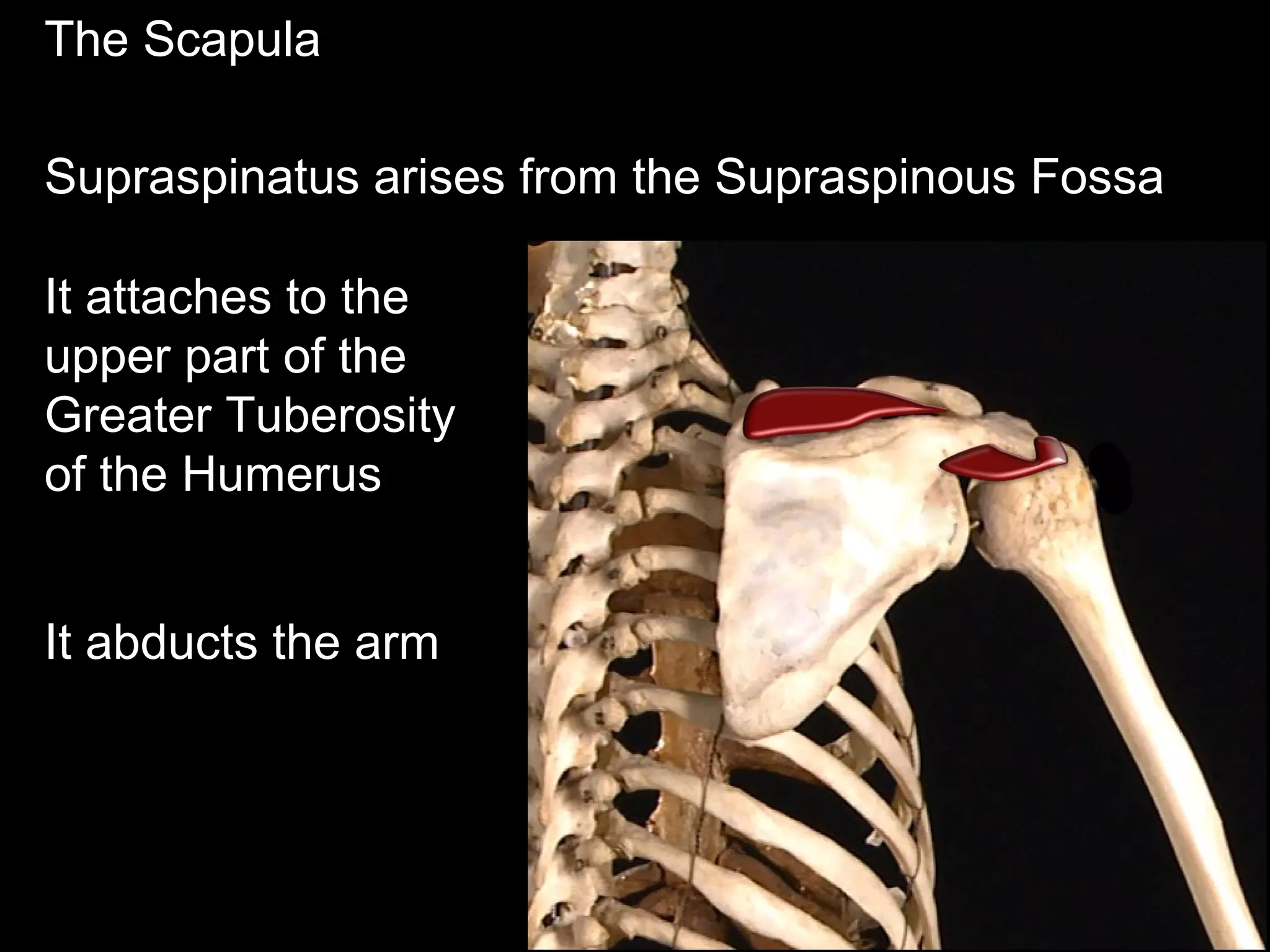 The Scapula
Supraspinatus arises from the Supraspinous Fossa
It attaches to the
upper part of the
Greater Tuberosity
of the Humerus
It abducts the arm
 