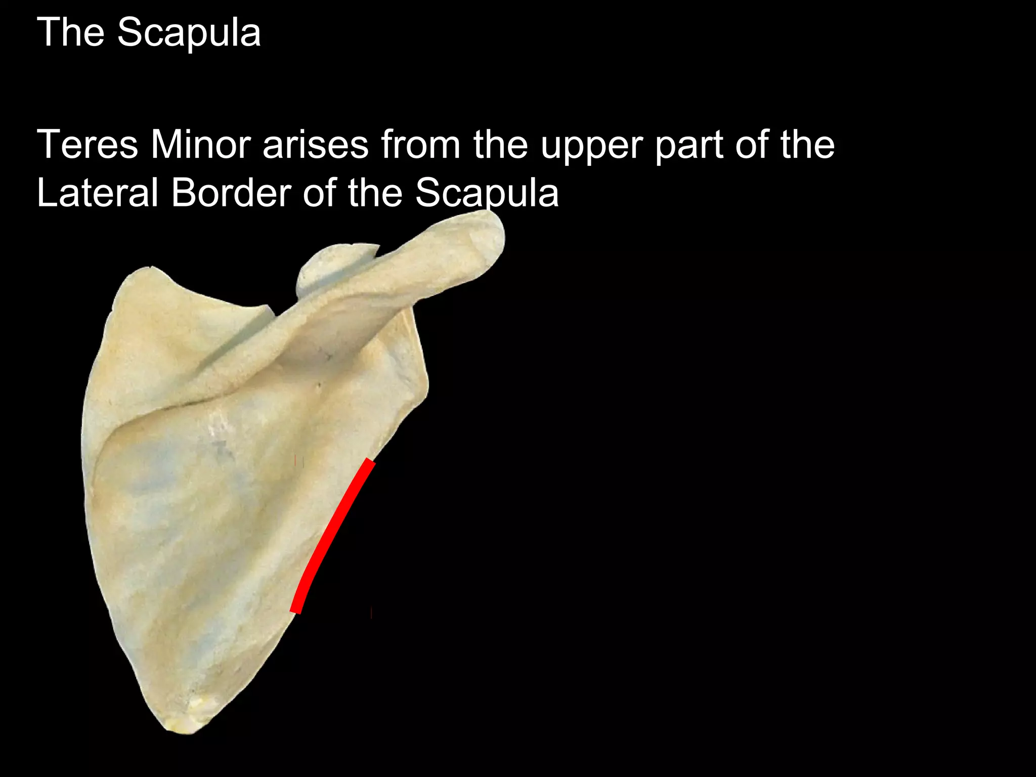 The Scapula
Teres Minor arises from the upper part of the
Lateral Border of the Scapula
 