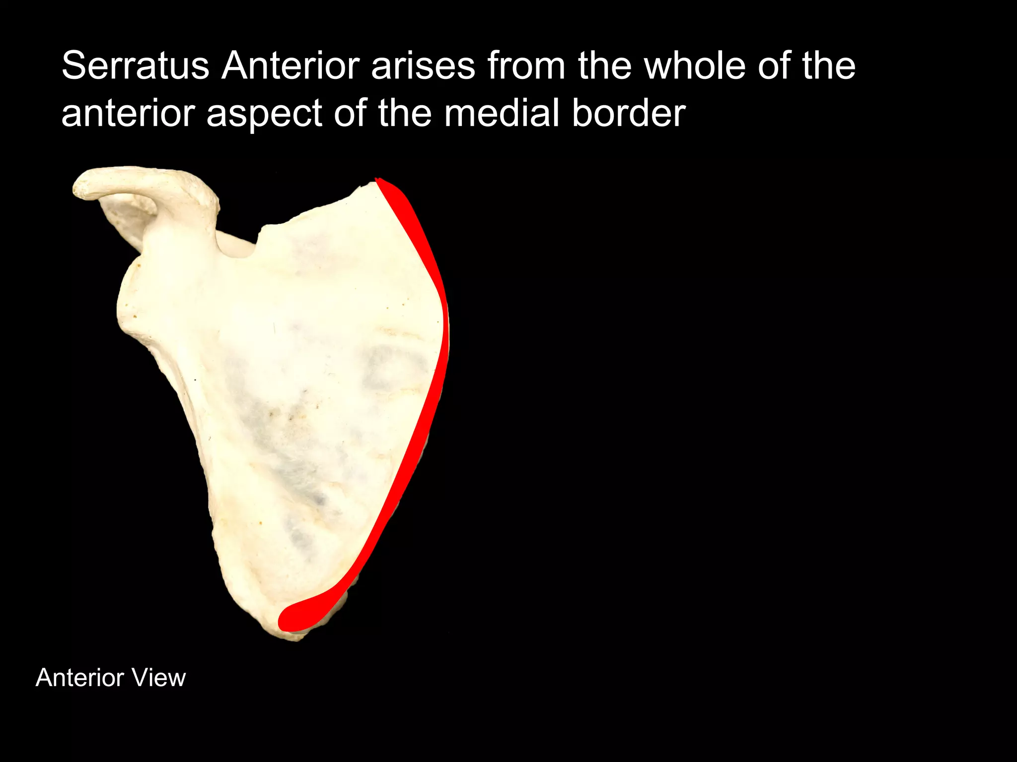 Anterior View
Serratus Anterior arises from the whole of the
anterior aspect of the medial border
 