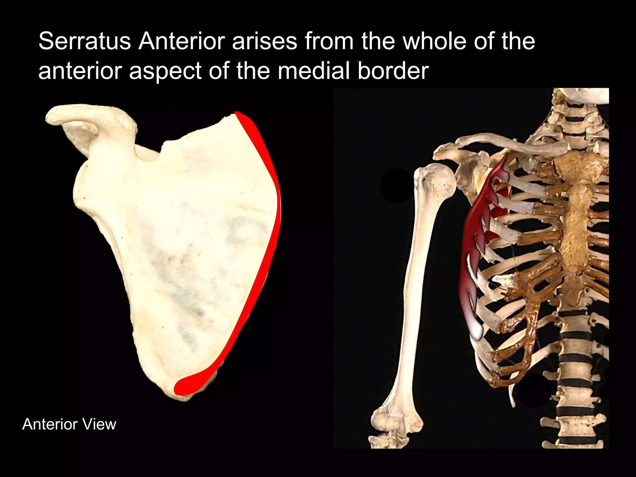 Anterior View
Serratus Anterior arises from the whole of the
anterior aspect of the medial border
 