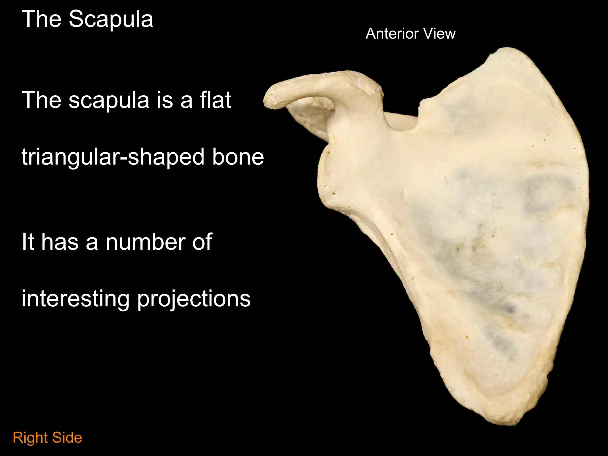 The Scapula
Anterior View
The scapula is a flat
triangular-shaped bone
It has a number of
interesting projections
Right Side
 
