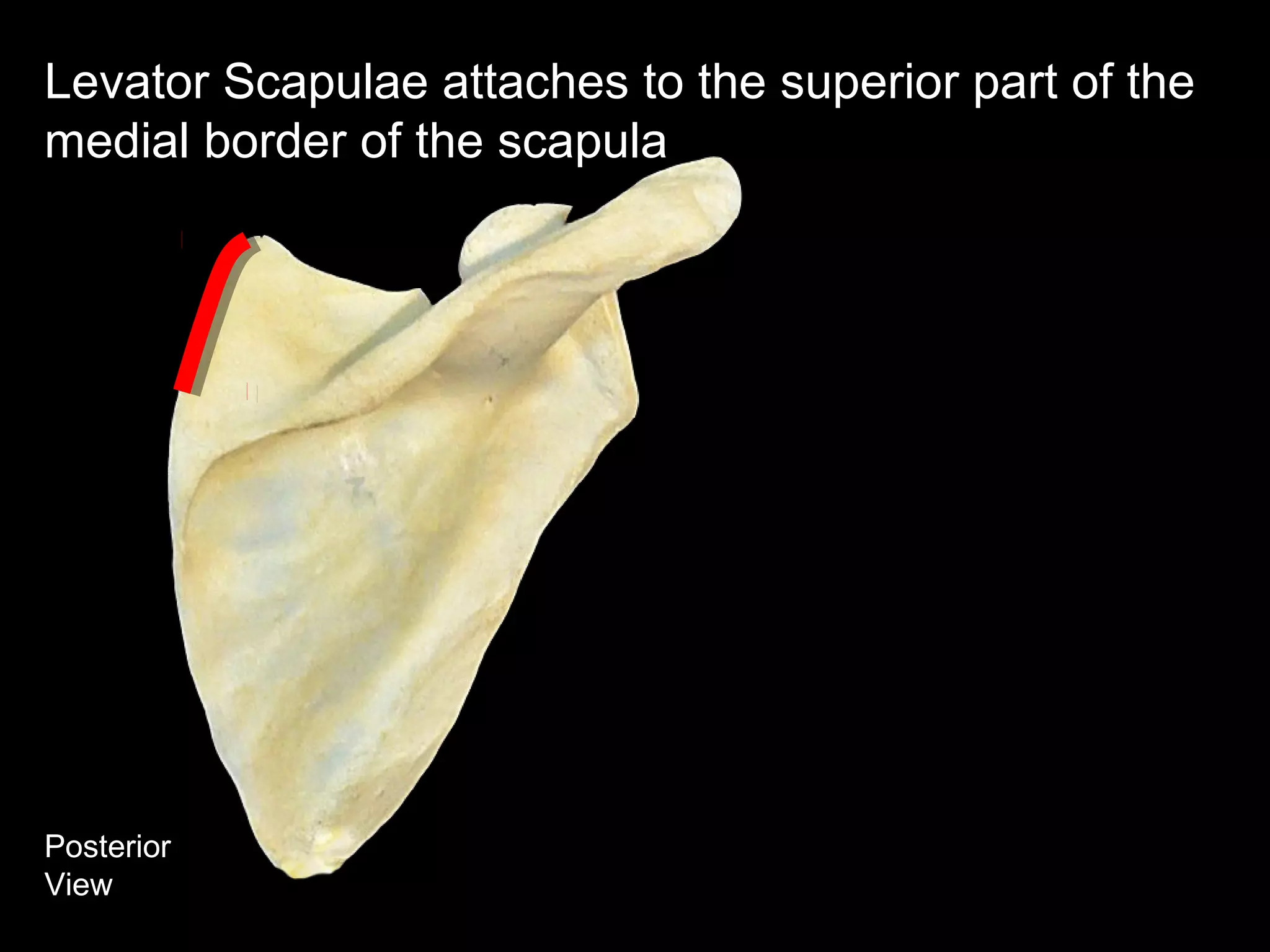 Posterior
View
Levator Scapulae attaches to the superior part of the
medial border of the scapula
 
