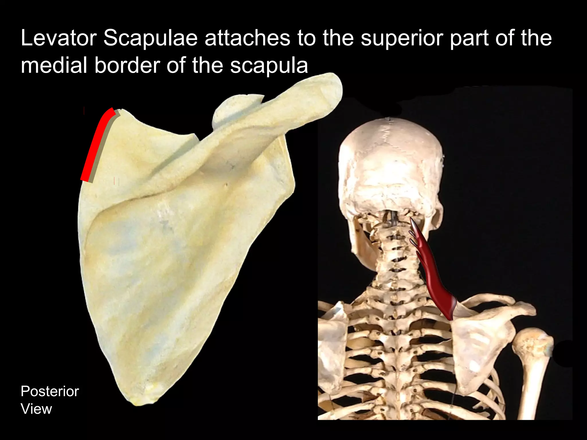 Posterior
View
Levator Scapulae attaches to the superior part of the
medial border of the scapula
 