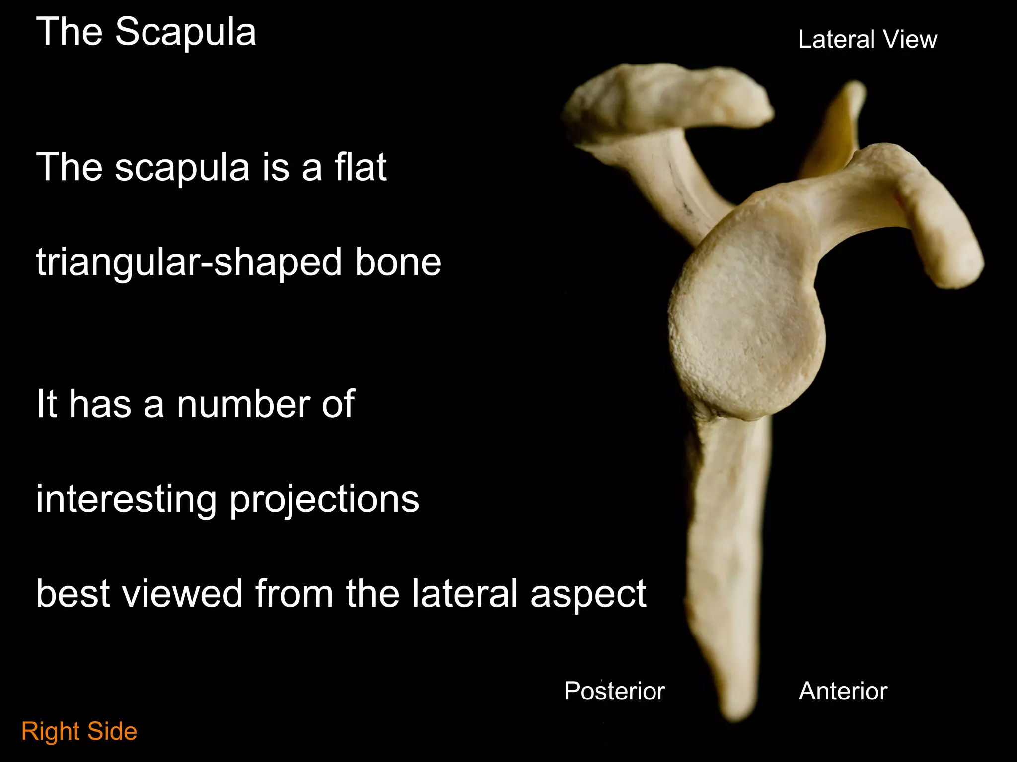 The Scapula
The scapula is a flat
triangular-shaped bone
It has a number of
interesting projections
best viewed from the lateral aspect
Lateral View
AnteriorPosterior
Right Side
 
