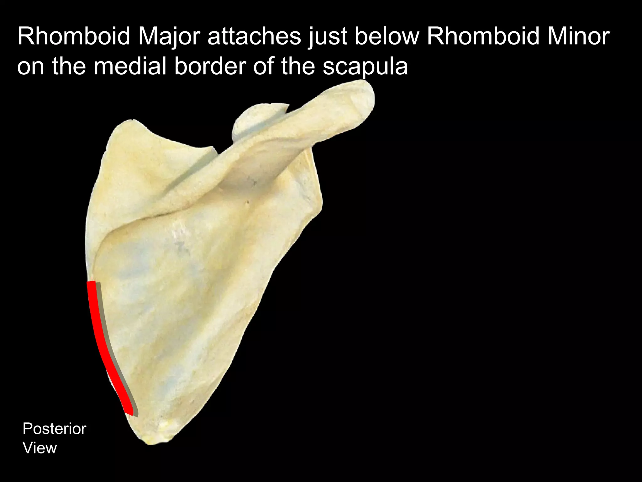 Posterior
View
Rhomboid Major attaches just below Rhomboid Minor
on the medial border of the scapula
 
