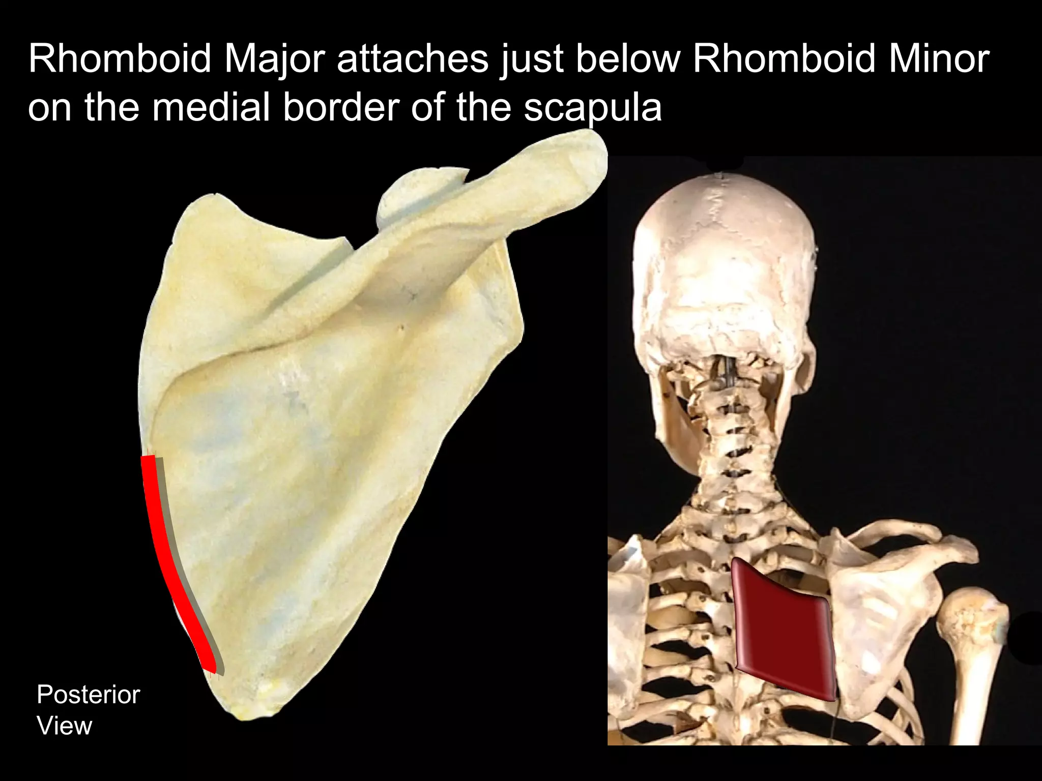 Posterior
View
Rhomboid Major attaches just below Rhomboid Minor
on the medial border of the scapula
 
