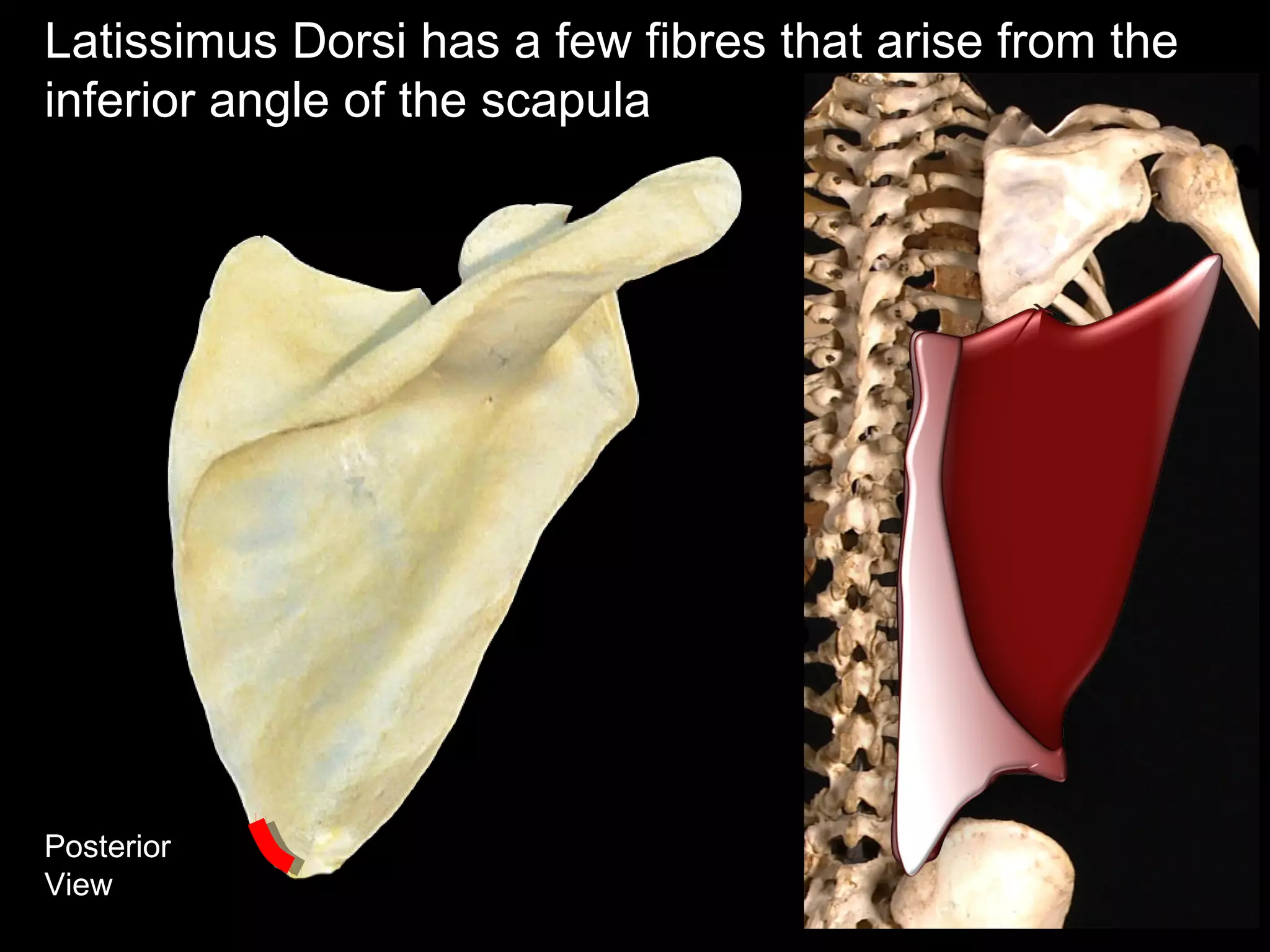 Posterior
View
Latissimus Dorsi has a few fibres that arise from the
inferior angle of the scapula
 