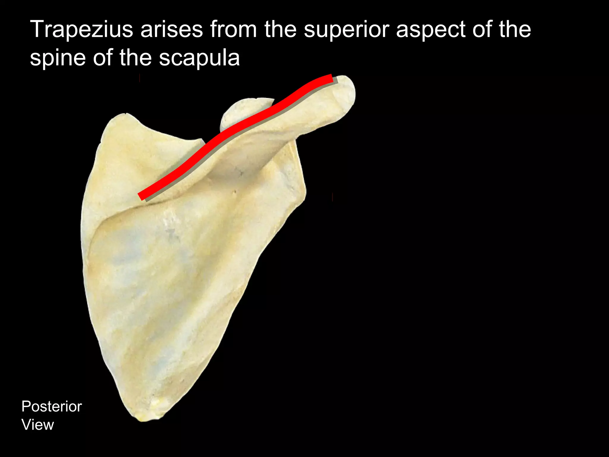 Posterior
View
Trapezius arises from the superior aspect of the
spine of the scapula
 
