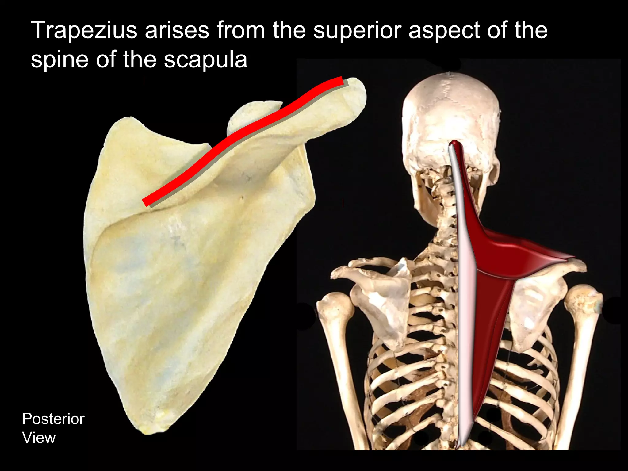 Posterior
View
Trapezius arises from the superior aspect of the
spine of the scapula
 