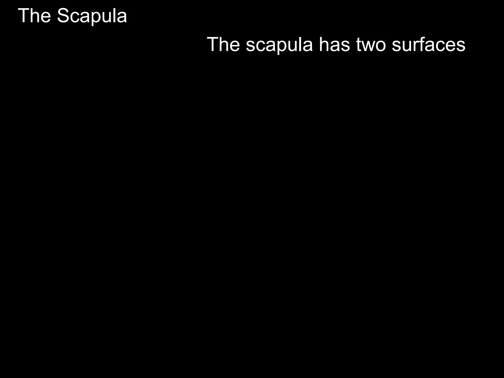 The Scapula
The scapula has two surfaces
 