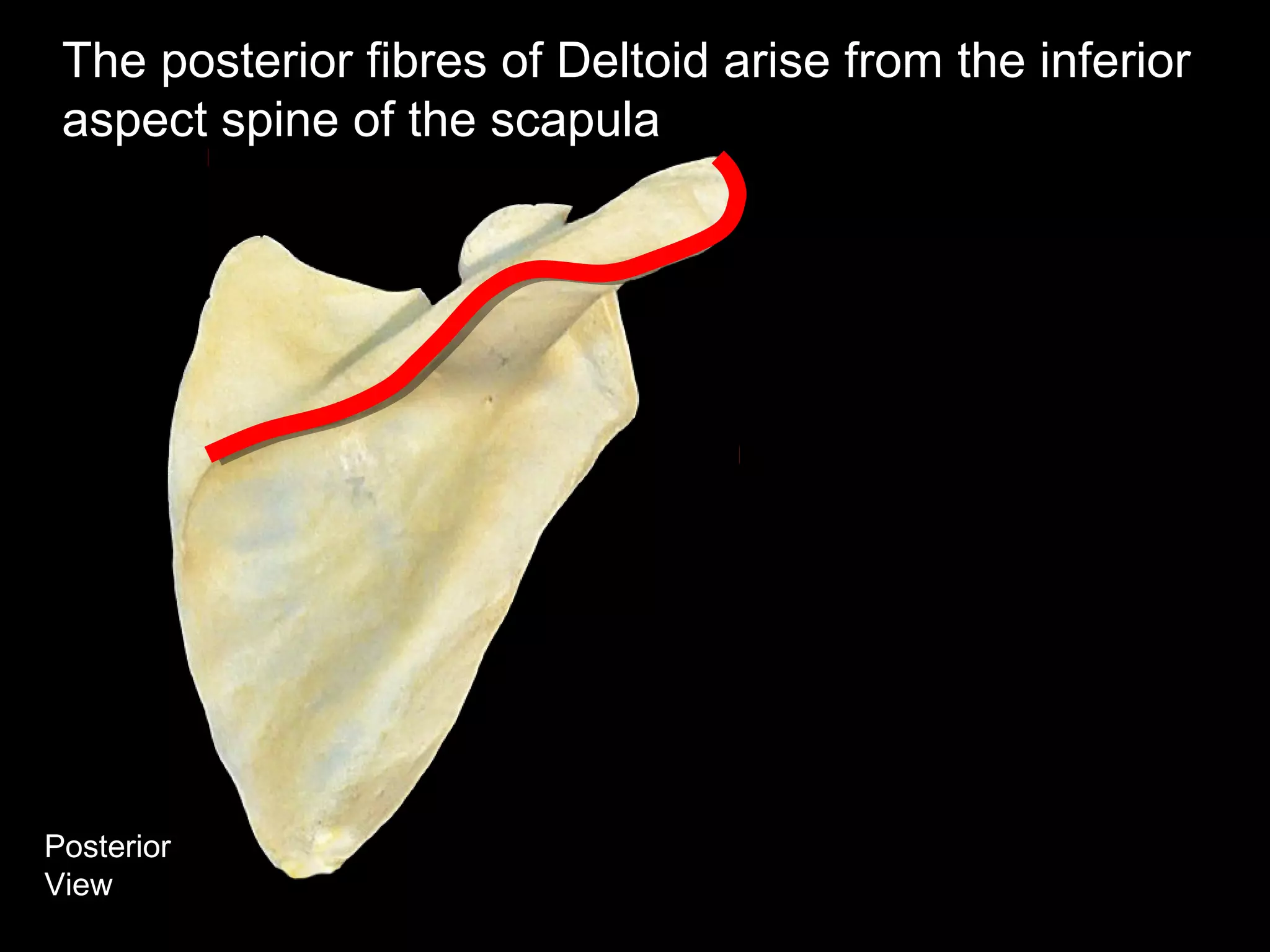 Posterior
View
The posterior fibres of Deltoid arise from the inferior
aspect spine of the scapula
 