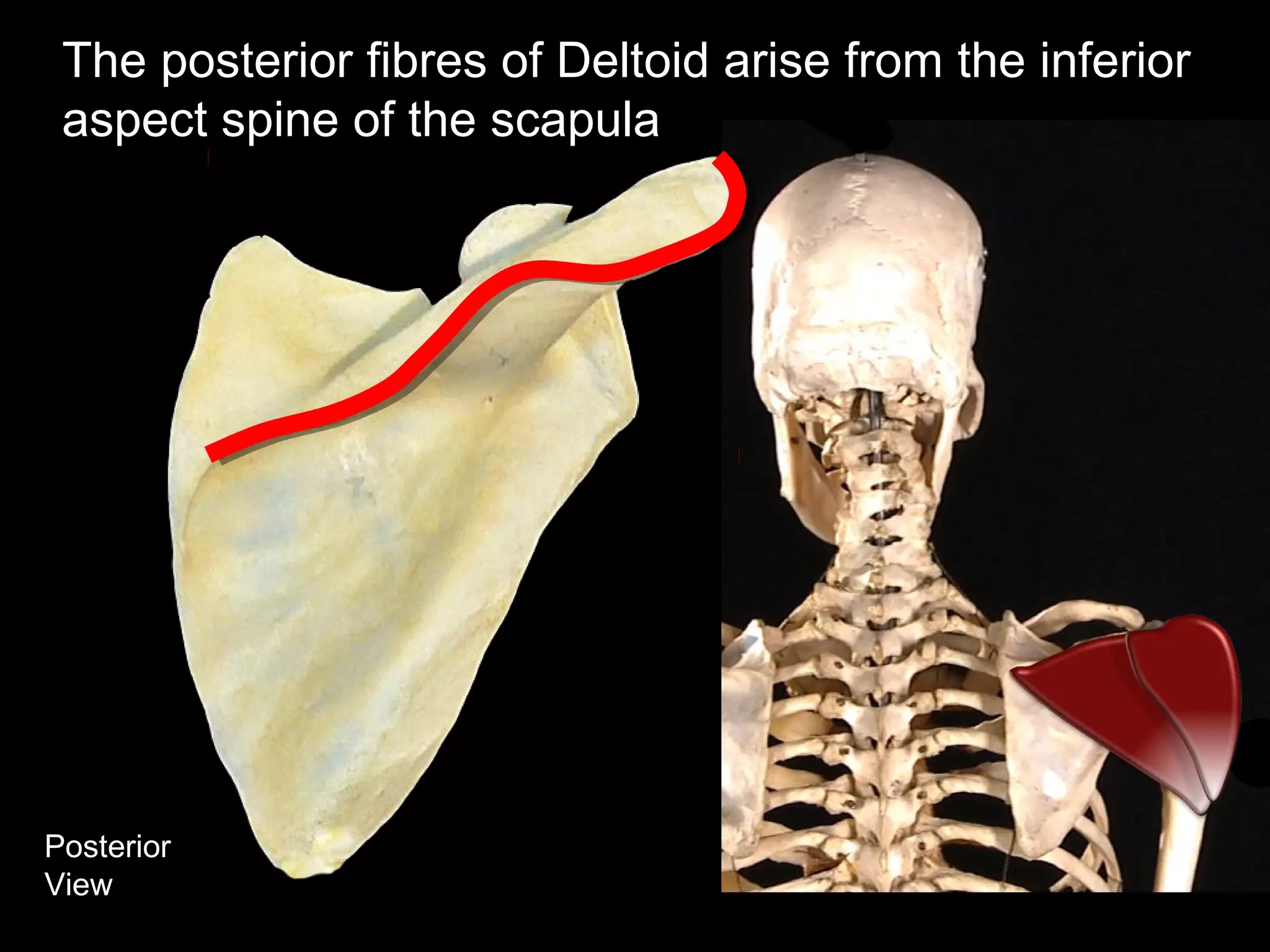 Posterior
View
The posterior fibres of Deltoid arise from the inferior
aspect spine of the scapula
 