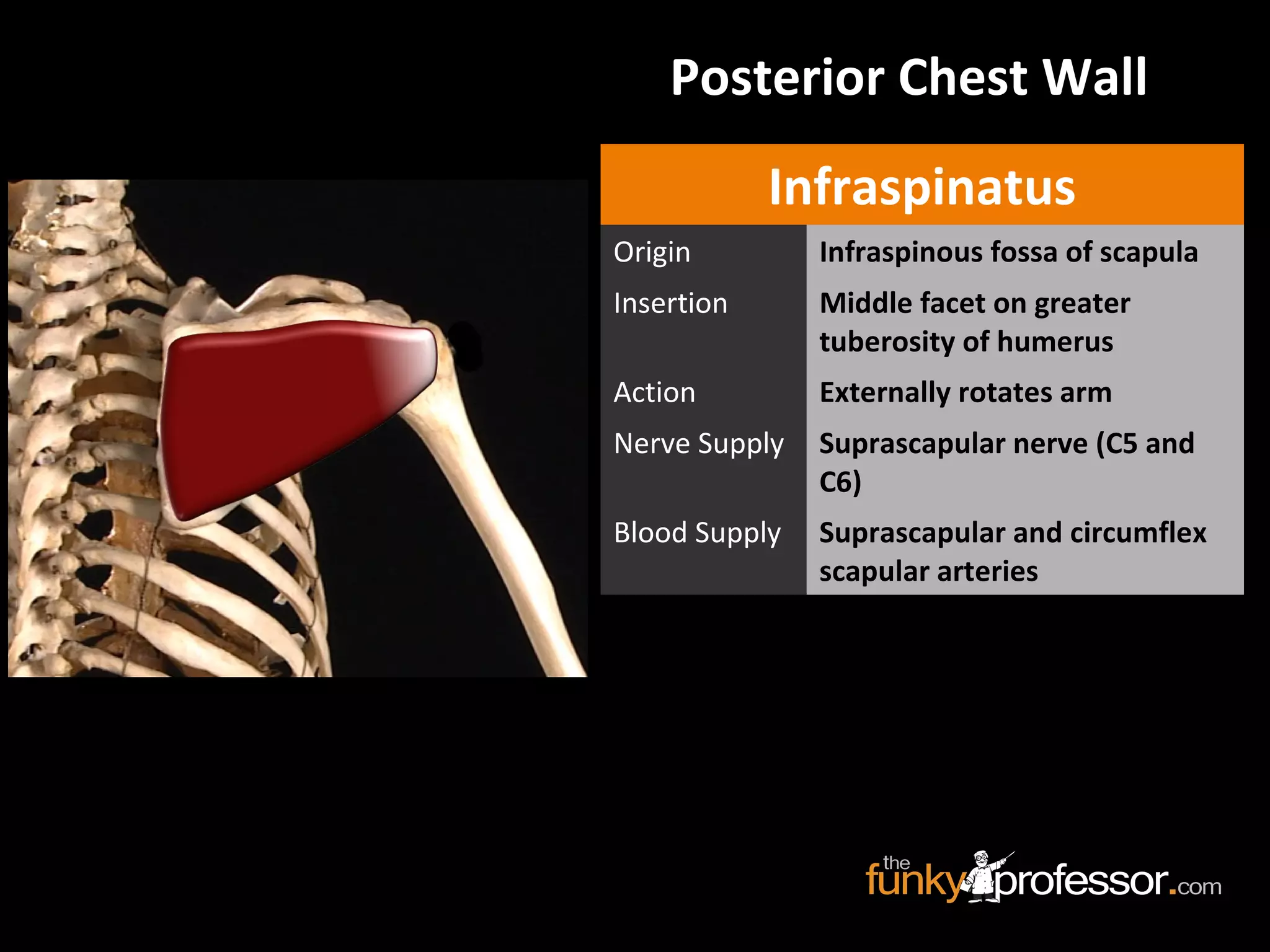Posterior Chest Wall
Infraspinatus
Origin Infraspinous fossa of scapula
Insertion Middle facet on greater
tuberosity of humerus
Action Externally rotates arm
Nerve Supply Suprascapular nerve (C5 and
C6)
Blood Supply Suprascapular and circumflex
scapular arteries
 