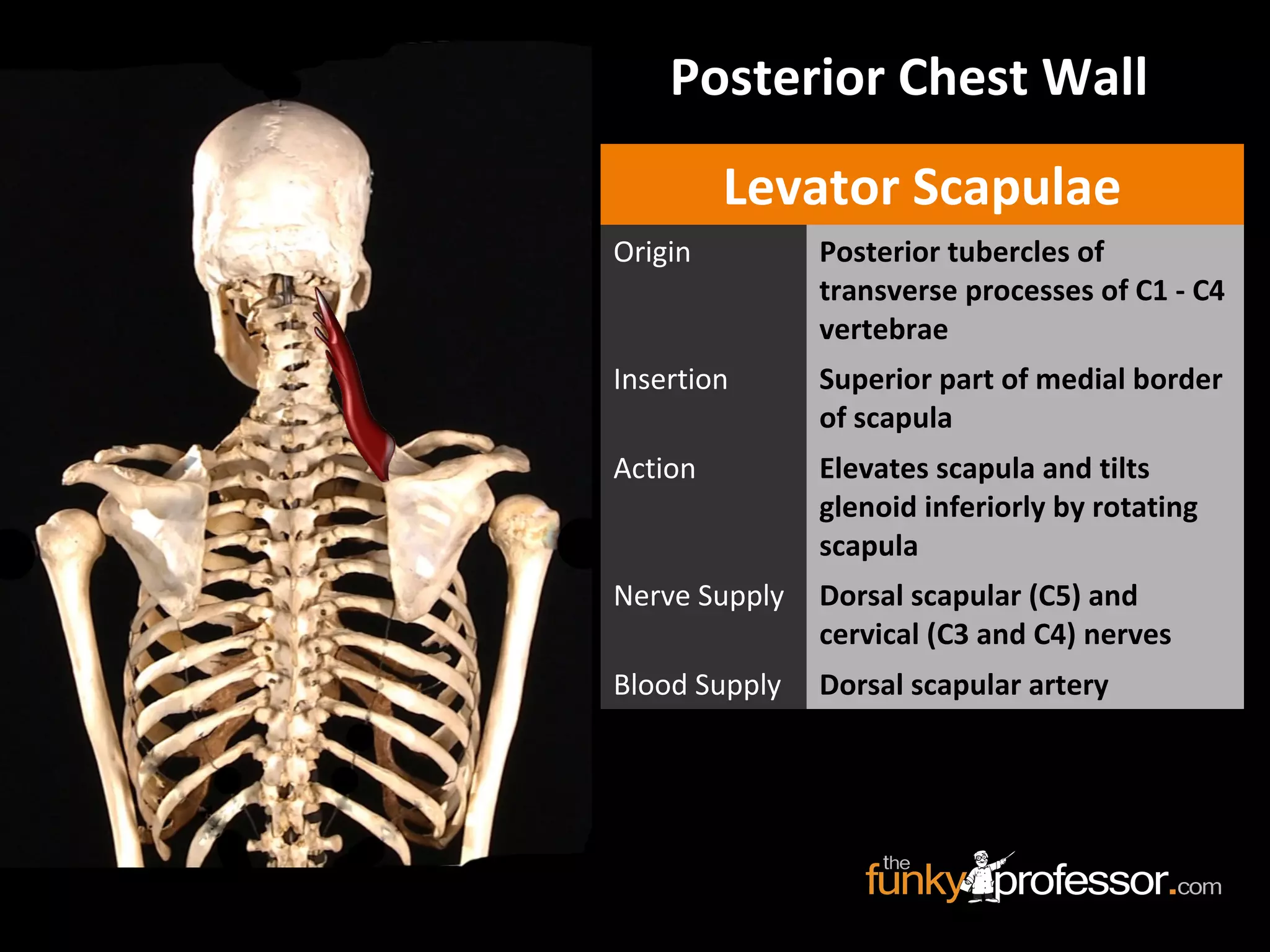 Posterior Chest Wall
Levator Scapulae
Origin Posterior tubercles of
transverse processes of C1 - C4
vertebrae
Insertion Superior part of medial border
of scapula
Action Elevates scapula and tilts
glenoid inferiorly by rotating
scapula
Nerve Supply Dorsal scapular (C5) and
cervical (C3 and C4) nerves
Blood Supply Dorsal scapular artery
 