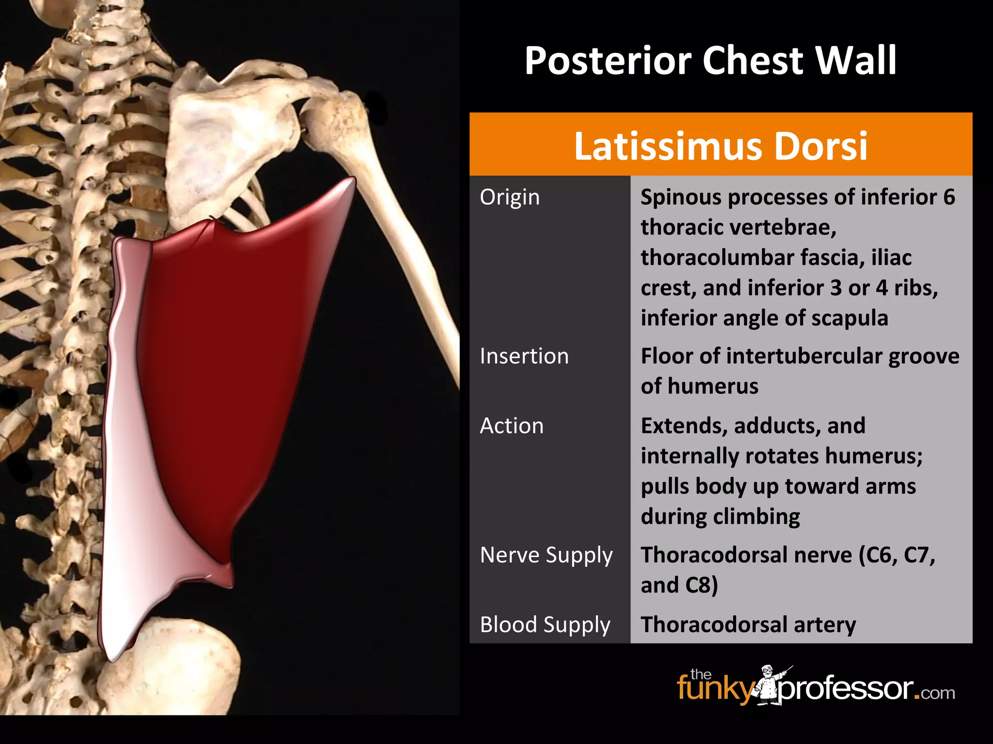 Posterior Chest Wall
Latissimus Dorsi
Origin Spinous processes of inferior 6
thoracic vertebrae,
thoracolumbar fascia, iliac
crest, and inferior 3 or 4 ribs,
inferior angle of scapula
Insertion Floor of intertubercular groove
of humerus
Action Extends, adducts, and
internally rotates humerus;
pulls body up toward arms
during climbing
Nerve Supply Thoracodorsal nerve (C6, C7,
and C8)
Blood Supply Thoracodorsal artery
 