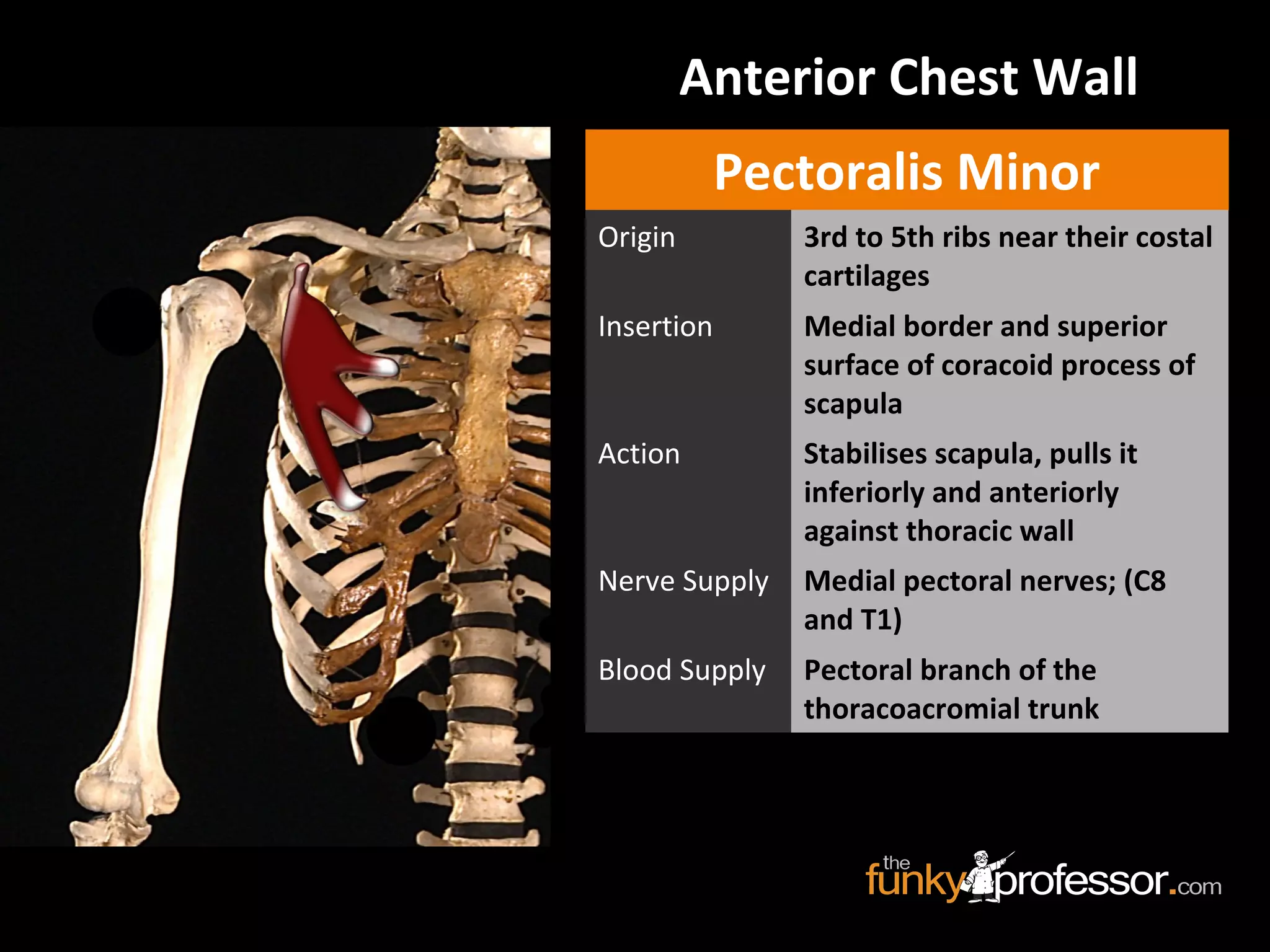 Anterior Chest Wall
Pectoralis Minor
Origin 3rd to 5th ribs near their costal
cartilages
Insertion Medial border and superior
surface of coracoid process of
scapula
Action Stabilises scapula, pulls it
inferiorly and anteriorly
against thoracic wall
Nerve Supply Medial pectoral nerves; (C8
and T1)
Blood Supply Pectoral branch of the
thoracoacromial trunk
 