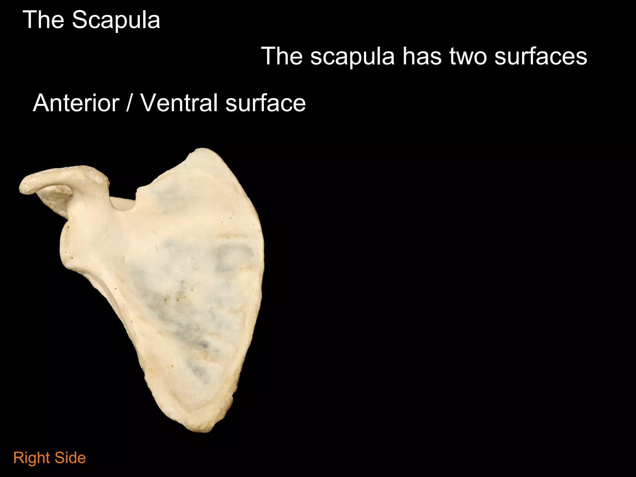 The Scapula
Anterior / Ventral surface
The scapula has two surfaces
Right Side
 