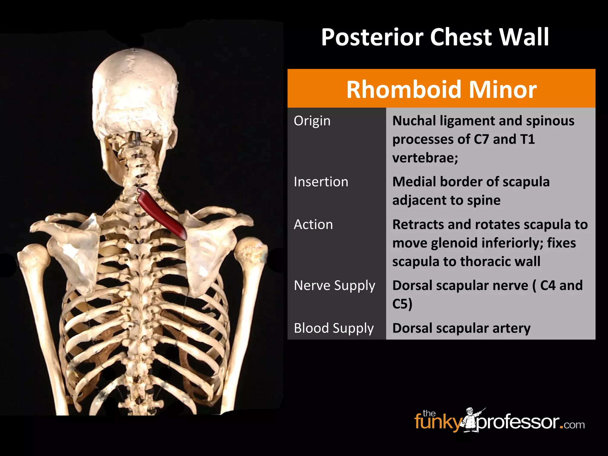 Posterior Chest Wall
Rhomboid Minor
Origin Nuchal ligament and spinous
processes of C7 and T1
vertebrae;
Insertion Medial border of scapula
adjacent to spine
Action Retracts and rotates scapula to
move glenoid inferiorly; fixes
scapula to thoracic wall
Nerve Supply Dorsal scapular nerve ( C4 and
C5)
Blood Supply Dorsal scapular artery
 