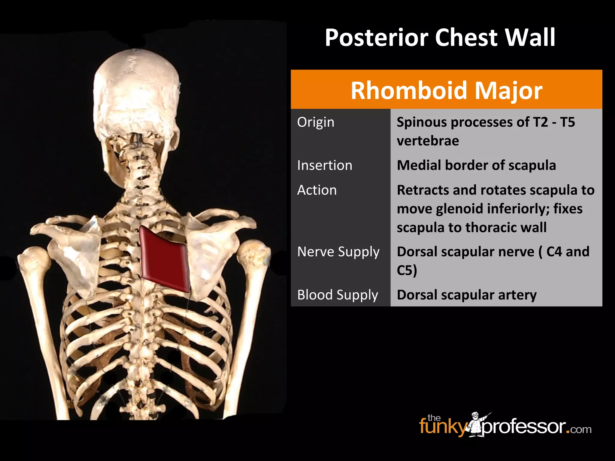 Posterior Chest Wall
Rhomboid Major
Origin Spinous processes of T2 - T5
vertebrae
Insertion Medial border of scapula
Action Retracts and rotates scapula to
move glenoid inferiorly; fixes
scapula to thoracic wall
Nerve Supply Dorsal scapular nerve ( C4 and
C5)
Blood Supply Dorsal scapular artery
 