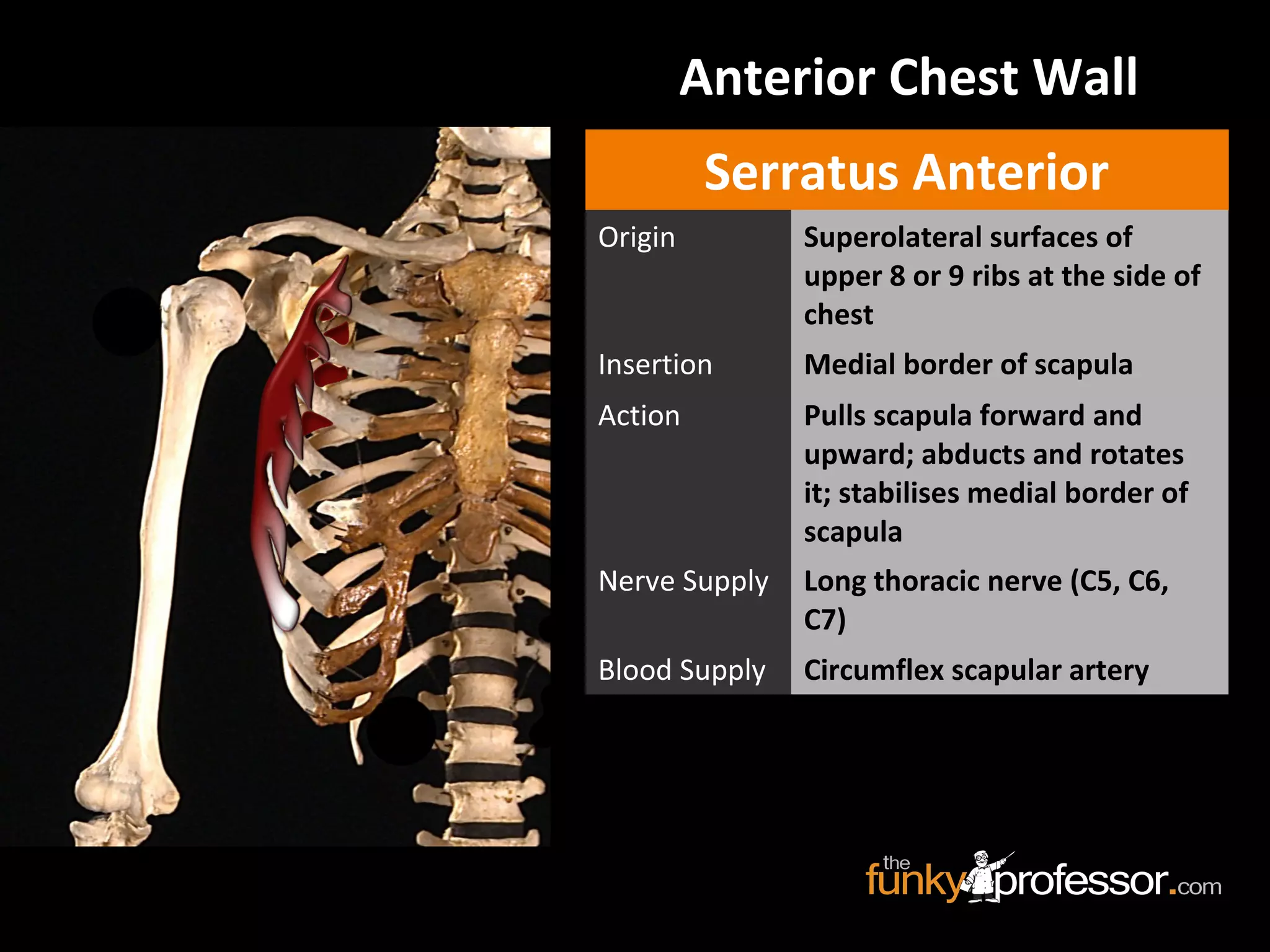 Anterior Chest Wall
Serratus Anterior
Origin Superolateral surfaces of
upper 8 or 9 ribs at the side of
chest
Insertion Medial border of scapula
Action Pulls scapula forward and
upward; abducts and rotates
it; stabilises medial border of
scapula
Nerve Supply Long thoracic nerve (C5, C6,
C7)
Blood Supply Circumflex scapular artery
 