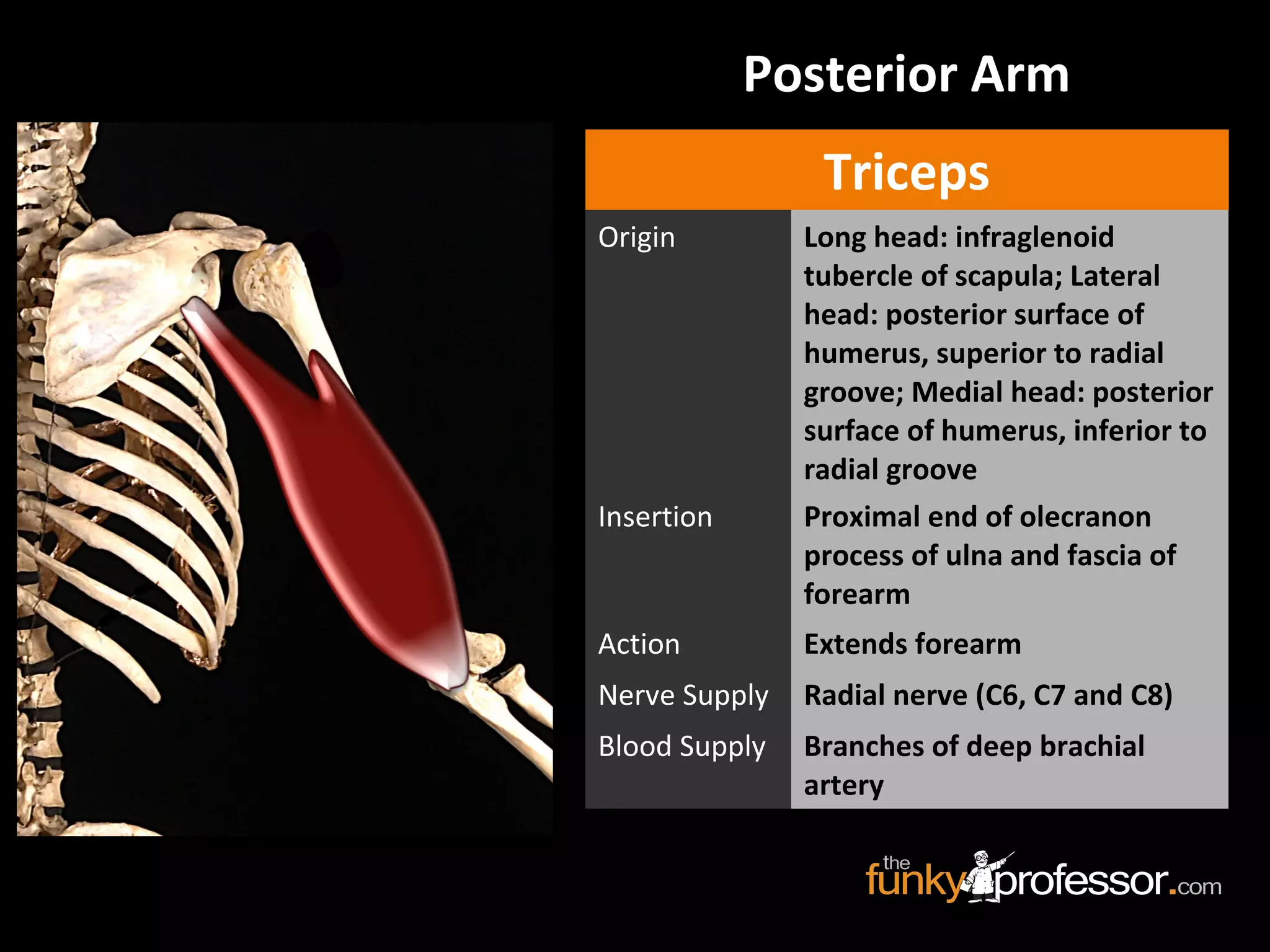 Triceps
Origin Long head: infraglenoid
tubercle of scapula; Lateral
head: posterior surface of
humerus, superior to radial
groove; Medial head: posterior
surface of humerus, inferior to
radial groove
Insertion Proximal end of olecranon
process of ulna and fascia of
forearm
Action Extends forearm
Nerve Supply Radial nerve (C6, C7 and C8)
Blood Supply Branches of deep brachial
artery
Posterior Arm
 