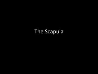 The Scapula
 