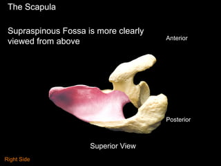 The Scapula
Supraspinous Fossa is more clearly
viewed from above Anterior
Posterior
Superior View
Right Side
 