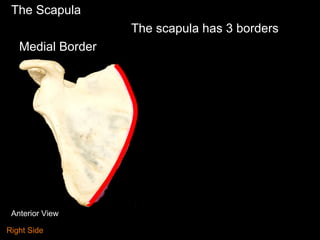 The Scapula
The scapula has 3 borders
Medial Border
Anterior View
Right Side
 