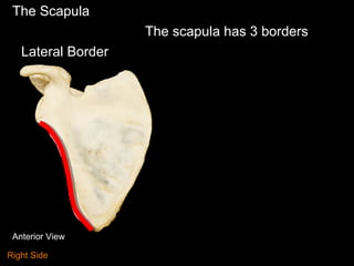 The Scapula
The scapula has 3 borders
Lateral Border
Anterior View
Right Side
 