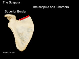 The Scapula
The scapula has 3 borders
Anterior View
Superior Border
 