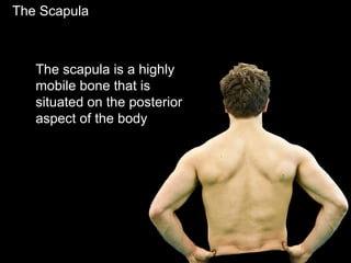 The Scapula
The scapula is a highly
mobile bone that is
situated on the posterior
aspect of the body
 