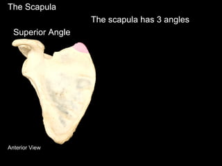 The Scapula
The scapula has 3 angles
Superior Angle
Anterior View
 