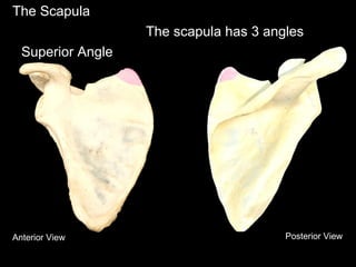The Scapula
The scapula has 3 angles
Superior Angle
Anterior View Posterior View
 