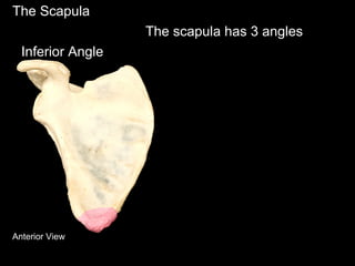 The Scapula
The scapula has 3 angles
Inferior Angle
Anterior View
 