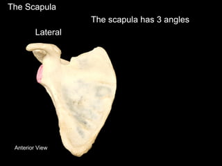 The Scapula
Anterior View
The scapula has 3 angles
Lateral
 