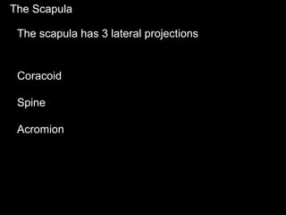 The Scapula
The scapula has 3 lateral projections
Coracoid
Spine
Acromion
 