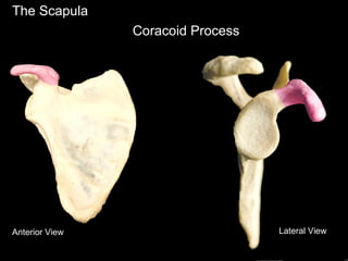 The Scapula
Anterior View Lateral View
Coracoid Process
 