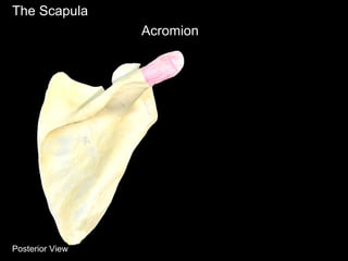 The Scapula
Acromion
Posterior View
 