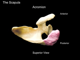 The Scapula
Acromion
Anterior
Posterior
Superior View
 