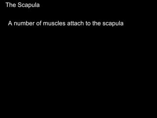 The Scapula
A number of muscles attach to the scapula
 