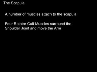 The Scapula
A number of muscles attach to the scapula
Four Rotator Cuff Muscles surround the
Shoulder Joint and move the Arm
 