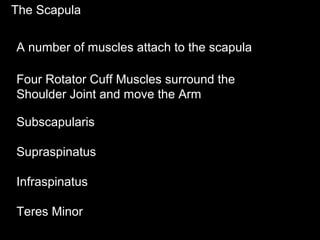 The Scapula
A number of muscles attach to the scapula
Four Rotator Cuff Muscles surround the
Shoulder Joint and move the Arm
Subscapularis
Supraspinatus
Infraspinatus
Teres Minor
 