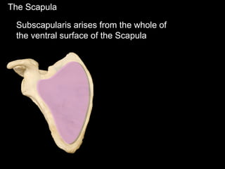 The Scapula
Subscapularis arises from the whole of
the ventral surface of the Scapula
 