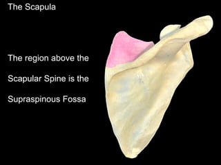 The Scapula
The region above the
Scapular Spine is the
Supraspinous Fossa
 